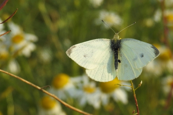 Foto Natureza asa branco prado
