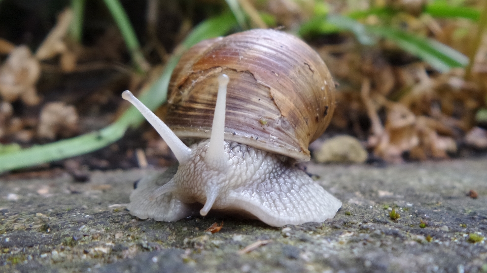 自然 螺旋 野生動物 爬虫類