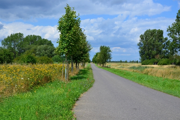 Landscape tree nature grass Photo