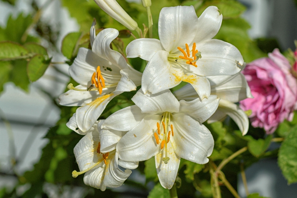 Fleurir usine blanc fleur