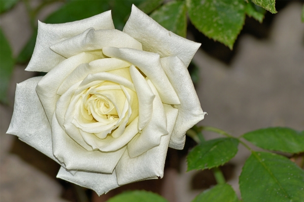 Blossom plant white flower Photo