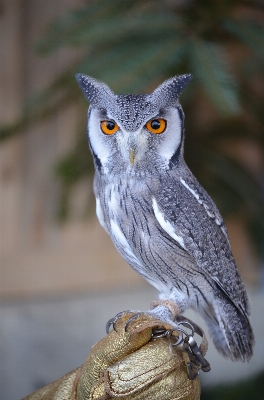 Foto Natura uccello ala animali selvatici