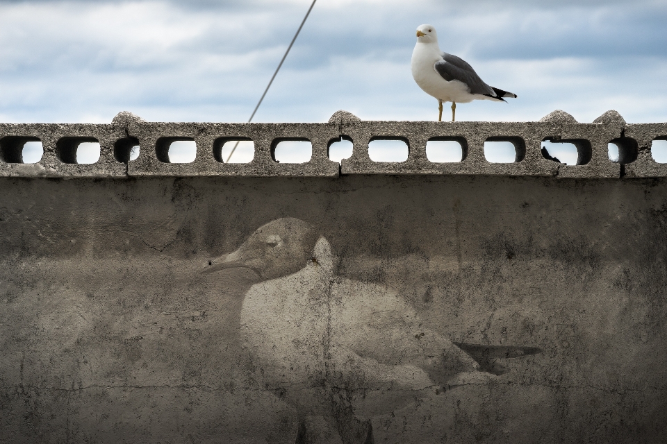 Winter bird cloud sky