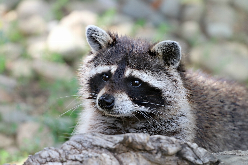 Forêt voir animal faune