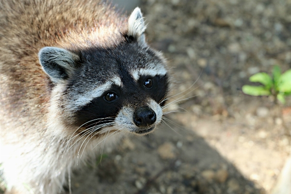 Forest view animal wildlife Photo