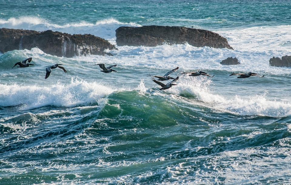 海滩 景观 海 海岸