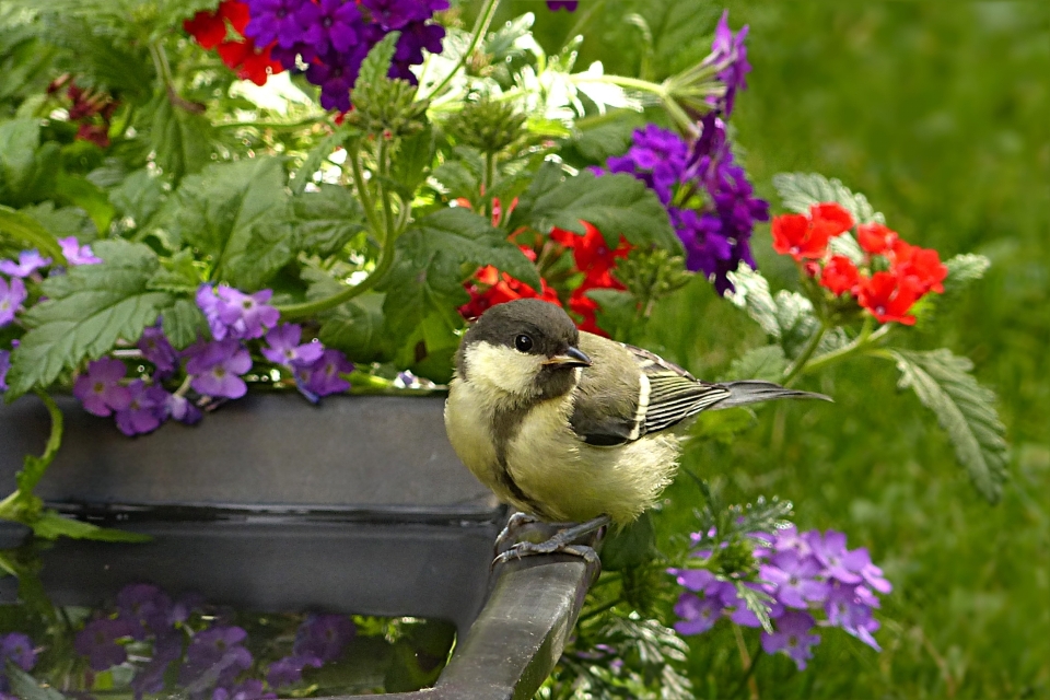 Oiseau fleur jeune colibri