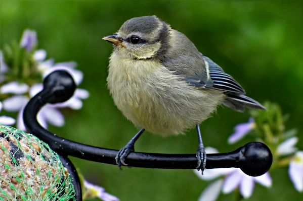 Nature branch bird wildlife Photo