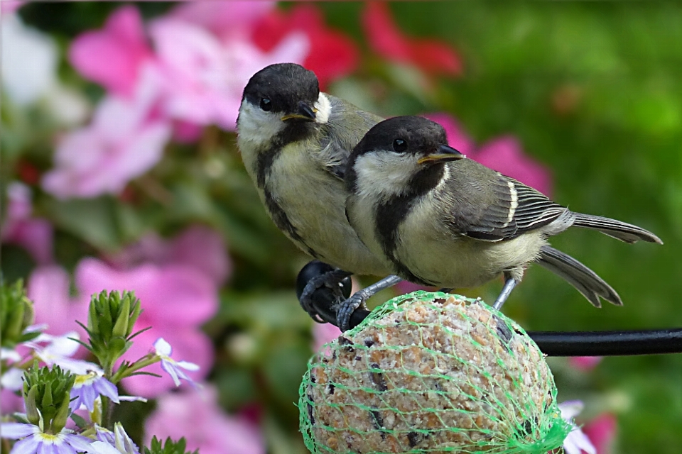 Natur zweig vogel blume