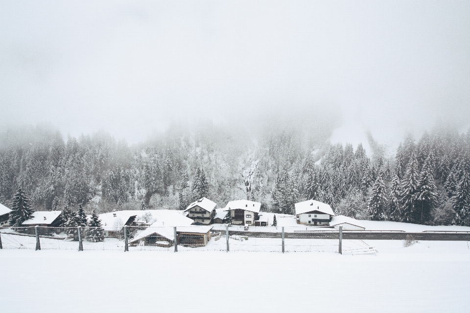 árbol bosque nieve frío