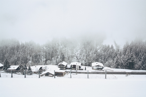 Tree forest snow cold Photo