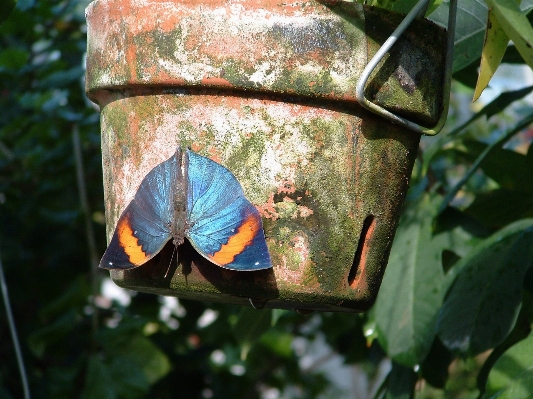 Foto Natureza folha animais selvagens laranja