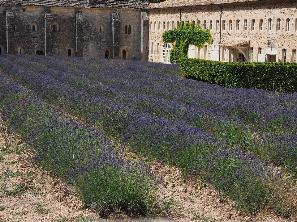 Nature architecture plant field