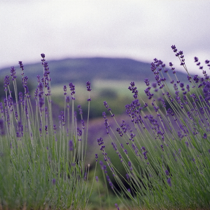 Landscape nature grass blossom