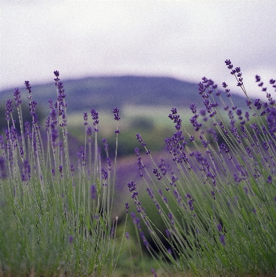 Landscape nature grass blossom Photo