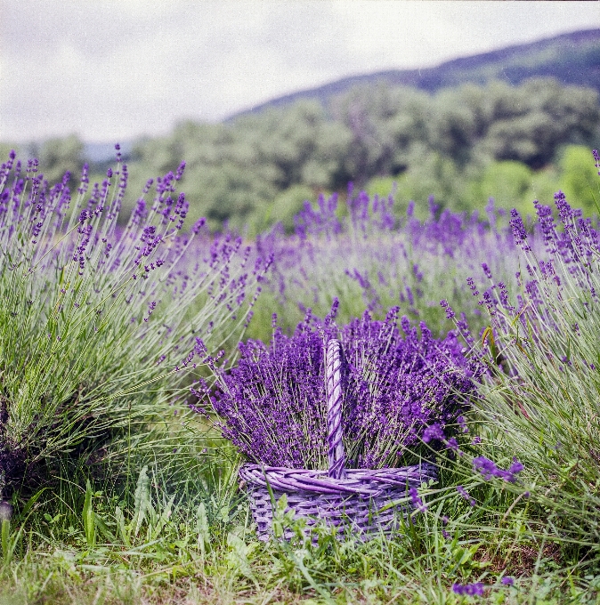 Paisagem natureza grama florescer