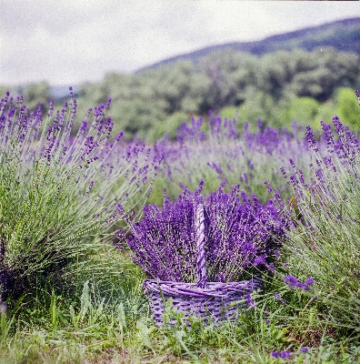 Landscape nature grass blossom Photo