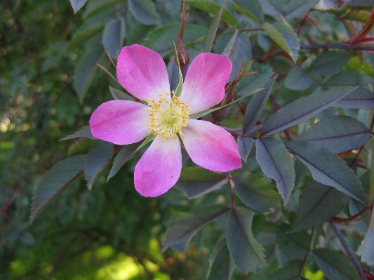 Foto Florescer plantar flor rosa