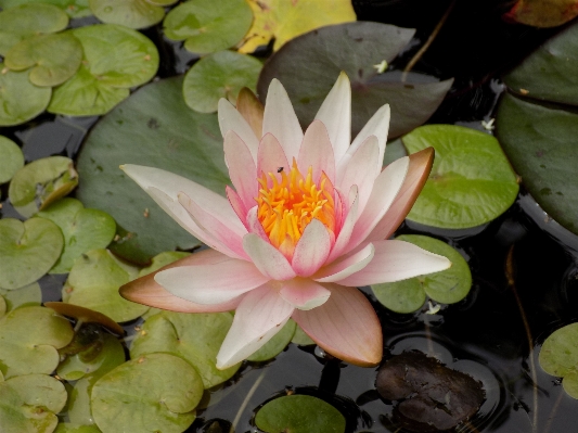 Water plant leaf flower Photo