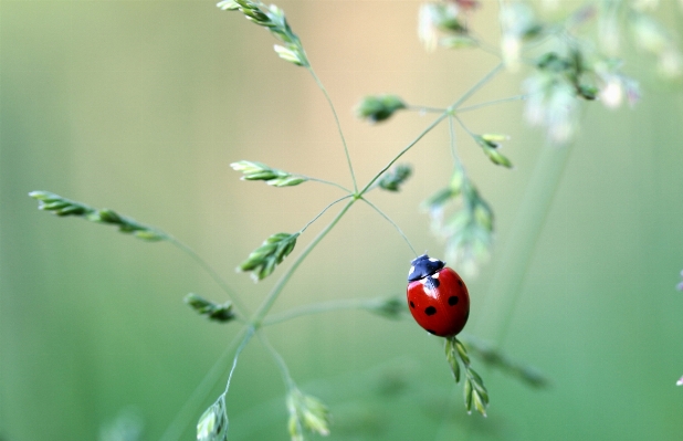 Natur zweig anlage fotografie Foto