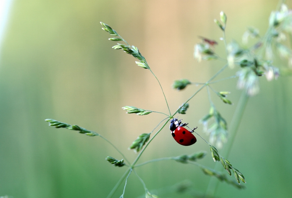 Nature herbe bifurquer fleurir