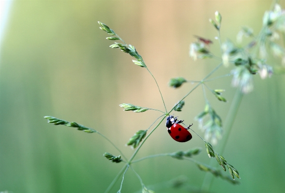 Nature grass branch blossom Photo