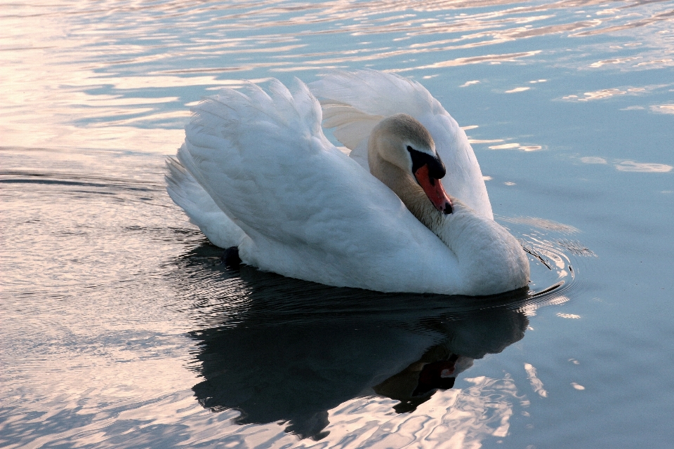 Water nature bird wing