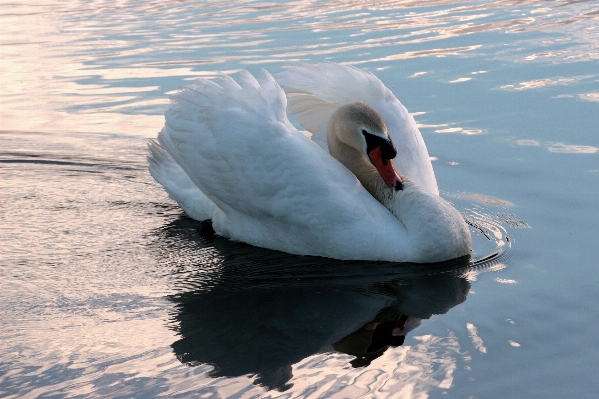 Water nature bird wing Photo