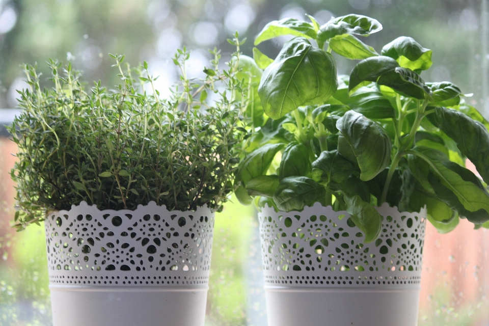 Planta flor alimento hierba