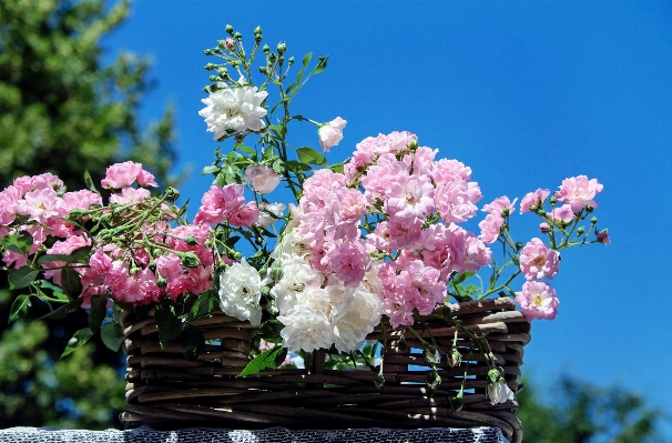 Branch blossom plant flower Photo