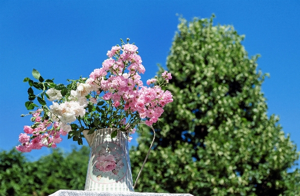 Photo Arbre bifurquer fleurir usine