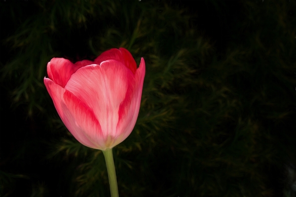 Blossom plant flower petal Photo