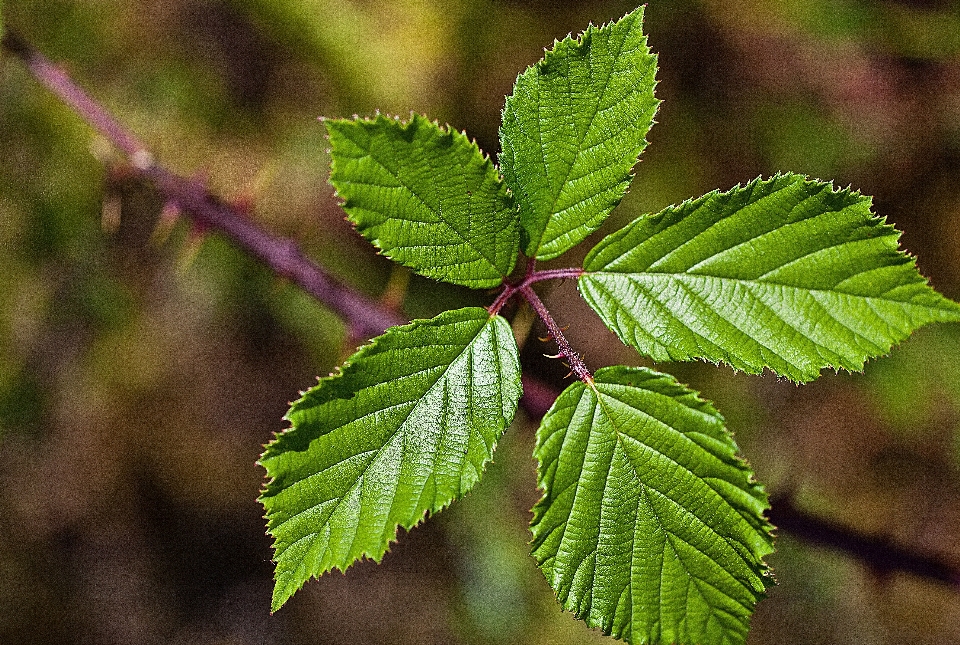 árvore natureza filial espinhoso
