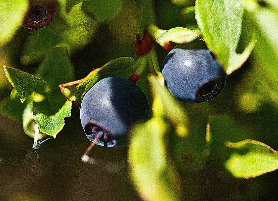 Nature branch plant photography Photo