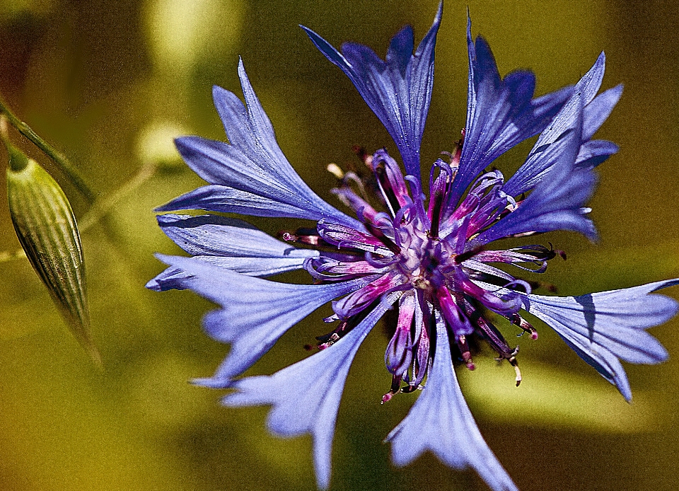 Naturaleza florecer planta campo