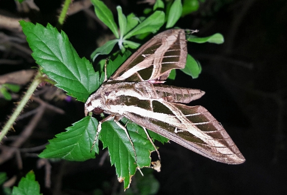 Foto Natureza asa noite folha