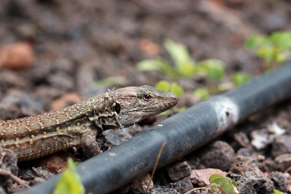 Nature animal wildlife macro Photo