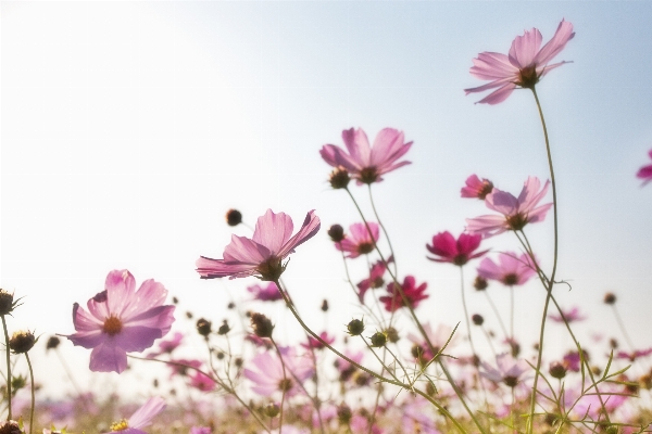 Nature branch blossom plant Photo