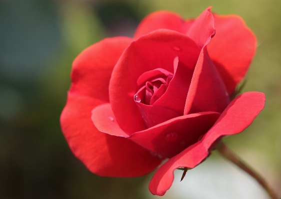 Nature blossom plant flower Photo