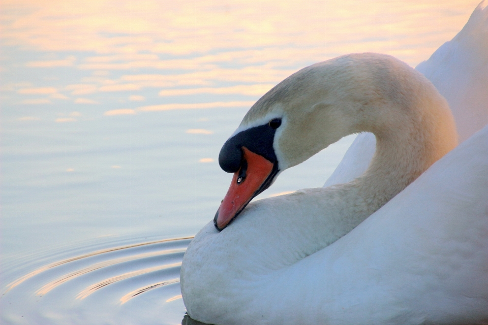 Wasser natur vogel flügel