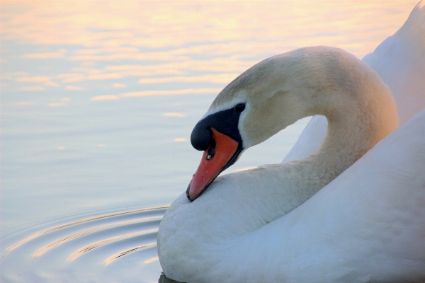 Water nature bird wing Photo