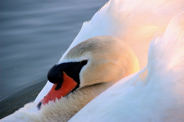 Water nature bird wing Photo