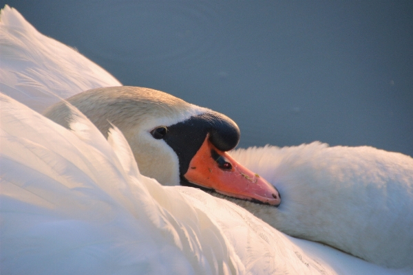 Water nature bird wing Photo