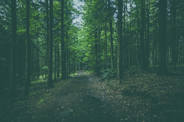 Landscape tree nature forest Photo