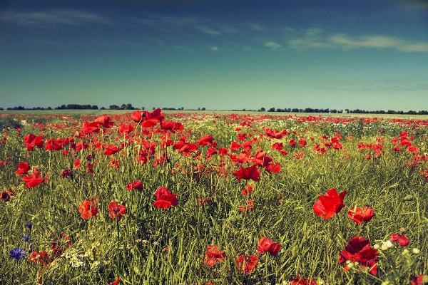 Nature grass plant sky Photo