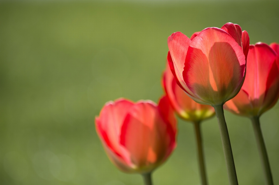 Natureza plantar luz solar flor