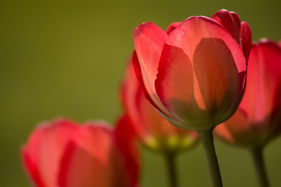 Natureza plantar luz solar flor