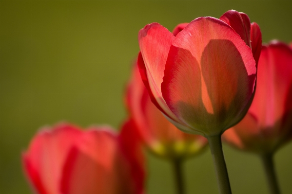 Nature plant sunlight flower Photo