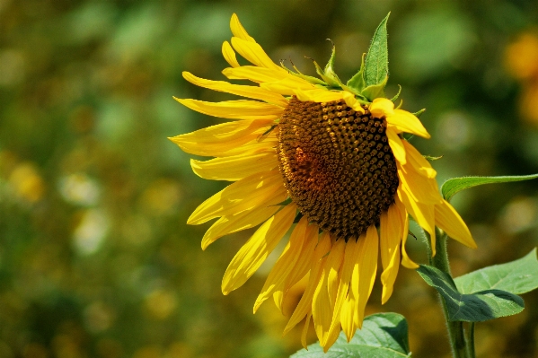 Photo Nature fleurir usine champ