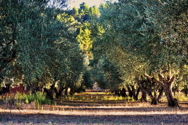 風景 木 自然 森 写真